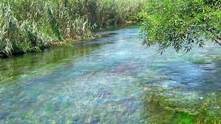 4k Clear Water Flowing Forest River Ambience Sound of River amp Forest Birds Singing Nature Sounds [upl. by Yhprum159]