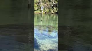 Manatees at Homosassa Springs Wildlife State Park in Homosassa Florida [upl. by Itnahs]