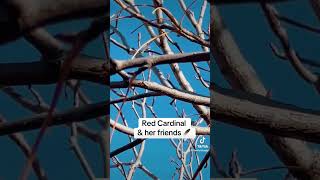 Red Cardinal amp Her Friends themysticgigi birds foryou nature [upl. by Anohs]