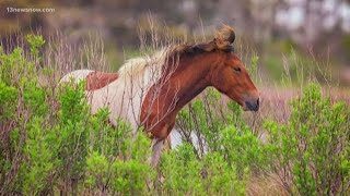 Wild Chincoteague ponies are corralled after visitors ignored warnings [upl. by Krishna613]