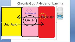 Pharmacology 248 b Probenecid Penicillin Uric Acid Gout Gouty Arthritis HyperUricemia OATP [upl. by Kcirdde]