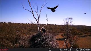 The Wedge Tail Eagle [upl. by Nilde]