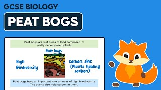 Peat Bogs  GCSE Biology [upl. by Hadihahs554]