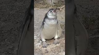 Chick Magellanic Penguin Sound  Spheniscus magellanicus Sounds [upl. by Eineg71]