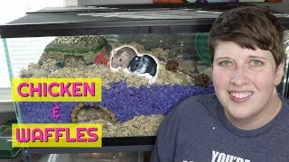 GERBIL CAGE TOUR  40 GALLON TANK [upl. by Brunella108]