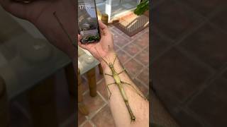 biggest stick insect in the world stickinsect bug insectattack giganticinsect shortswithzita [upl. by Irb]