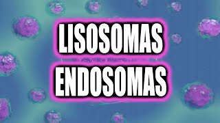 ENDOSOMAS Y LISOSOMA TODO SOBRE ESTE TEMA👀👀👀 [upl. by Lightfoot]