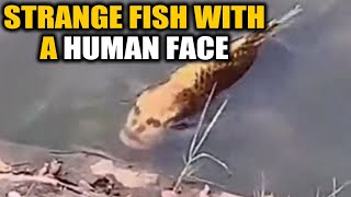 Fish with a human face found in china video goes viral  Oneindia News [upl. by Ynohtnacram823]