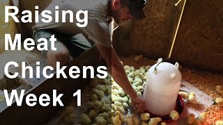 Raising Chickens for Meat Week 1 of 8 Chicks Arrive [upl. by Fulvia16]