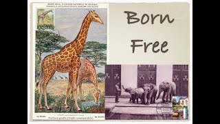 Born Free second edition [upl. by Kiker]