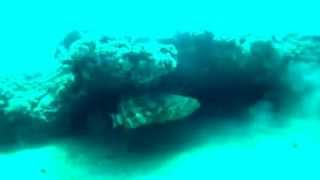 Scuba World Divers Jupiter Florida [upl. by Elahcar]