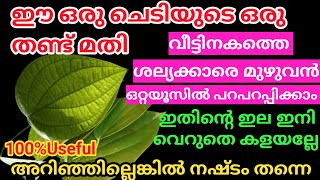 ഈ ഒരില ഉണ്ടെങ്കിൽ ഒരു പല്ലി പോലും വീട്ടിൽ ഉണ്ടാവില്ലമുത്തശ്ശി പറഞ്ഞപ്പോൾ ഇത്രേം കരുതിയില്ല [upl. by Bergmann175]