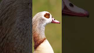 Egyptian Goose closeup shorts goose [upl. by Hare]