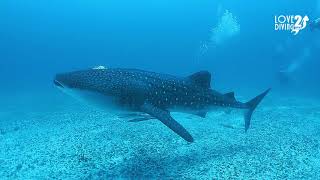 Whale shark at Maamigili Magical Maldives [upl. by Carmita]