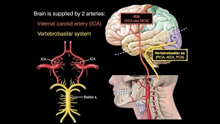 Blood supply to the brain [upl. by Alta]