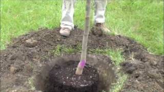 How to plant a potted tree [upl. by Wilden317]