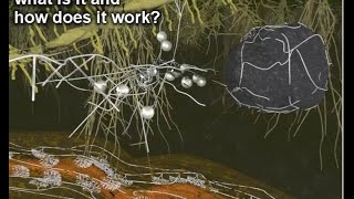 Mycorrhiza II – what is it and how does it work [upl. by Ballman689]