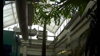 3 year time lapse video of Corpse Flower [upl. by Seda]