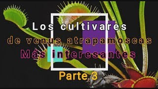 Los cultivares de venus atrapamoscas más interesantesParte 3 Final [upl. by Pfeffer]