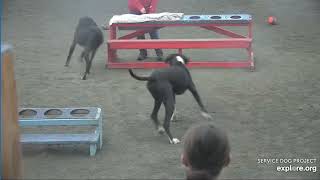 Arena Brekkies Adult Danes n Poppins Emeline n helper edited per rules 4202024 exploreorg [upl. by Quinby]