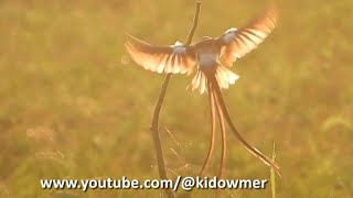 Male PINTAILED WHYDAH  Golden Wings [upl. by Oria]