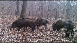 Nächtliche Jagd auf Sauen [upl. by Airamanna]