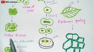 Protoplast culture method  Made easy  Bio science [upl. by Pronty]