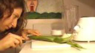 raw magic aloe smoothie recipe [upl. by Anael]