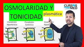 OSMOLARIDAD PLASMÁTICA OSMOSIS Y TONICIDAD explicado FÁCIL [upl. by Fina]