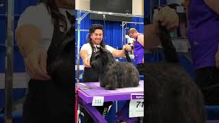 Grooming the Scottish terrier ScottishTerrier Terrier ￼￼ [upl. by Atte259]