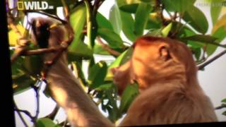 Proboscis Monkey Farting [upl. by Llewop949]