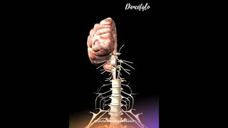 Neuroanatomia do Diencéfalo  Tálamo Hipotálamo Epitálamo e Subtálamo  Fonovim [upl. by Anirat]