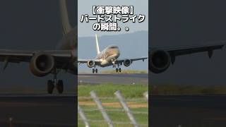 【衝撃】飛行機のバードストライクの瞬間。。飛行機事故 航空機事故 飛行場 空港 airplane airport bird strike planespotting shorts [upl. by Waxman421]