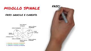 5 Il midollo spinale 3 parte [upl. by Asilak]