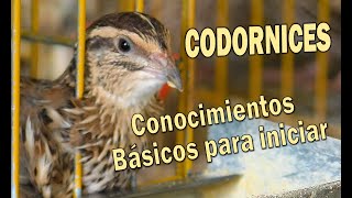 CODORNICES CONOCIMIENTOS BÁSICOS PARA INICIARSE EN LA COTORNICULTURA [upl. by Adnoel175]