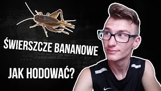 Świerszcze bananowe  Jak hodować [upl. by Tyika]