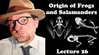 Lecture 26 The Origin of Frogs and Salamanders [upl. by Takeshi]