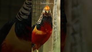 A beautiful Golden pheasant nature shorts [upl. by Constantin]