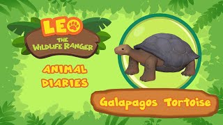 Galapagos Tortoise  Thats a HUGE Tortoise  Leo the Wildlife Ranger  Fun Animal Facts [upl. by Worthington]