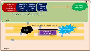 Gibberellin biosynthesis pathway [upl. by Stearn]