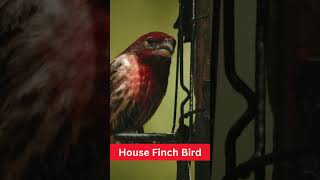 House Finch Bird  Physical Characteristics  Habitat  Diet  Behavior  101 Facts usaanimal [upl. by Pedro]