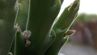 First flower buds ever on my Stapelia hirsuta Succulent plant [upl. by Laehcim]