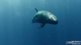 Rare False Killer Whale in São Miguel Azores Islands  TERRA AZUL™ [upl. by Carmen]