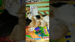 Evlo azhaga paduthu thoonguthu😻😘 cat cute sleeping animals shortsfeed [upl. by Lipson]