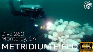 SCUBA How To Dive Metridium Fields  Monterey CA 2024  4k [upl. by Klingel]