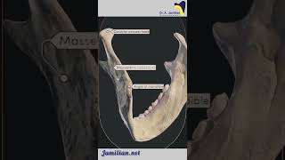 Anatomy of Lower Jaw Mandible dentist AnatomylowerJawMandibleDental [upl. by Dodwell]