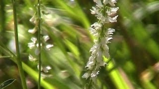 White SweetClover Melilotus albus Melilotus alba  Introduced Species [upl. by Bausch]