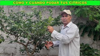 Cómo y cuándo podar los árboles de limón persa limon cítricos [upl. by Cutlip442]