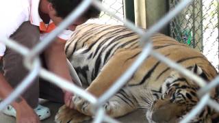 Tiger Kingdom Chiang Mai  Nail Cutting HD [upl. by Forrester]