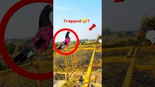 kabootar Pakerty Time Moye Moye Ho GYA  pigeonvideos bird pigeonlover kabutar trapped kabutr [upl. by Ahsinet]